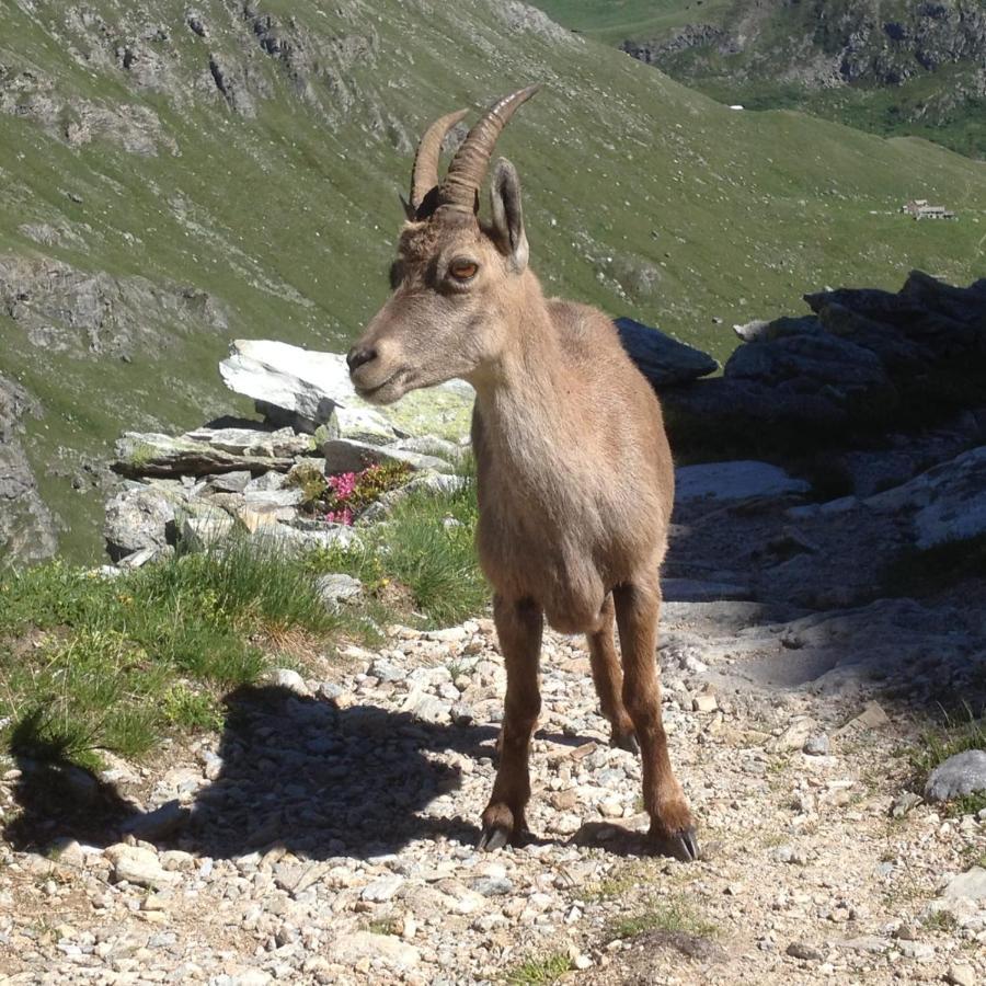 Vacation Rental - Pralognan La Vanoise Savoie Εξωτερικό φωτογραφία